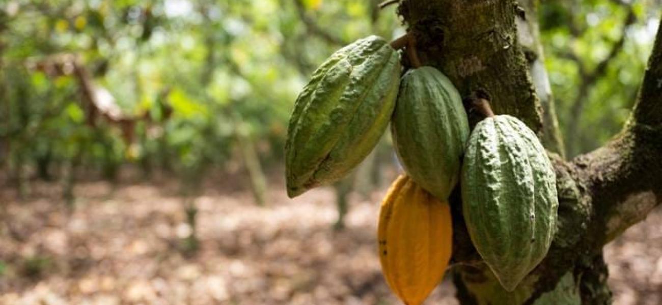 Liberian Coco Farm 