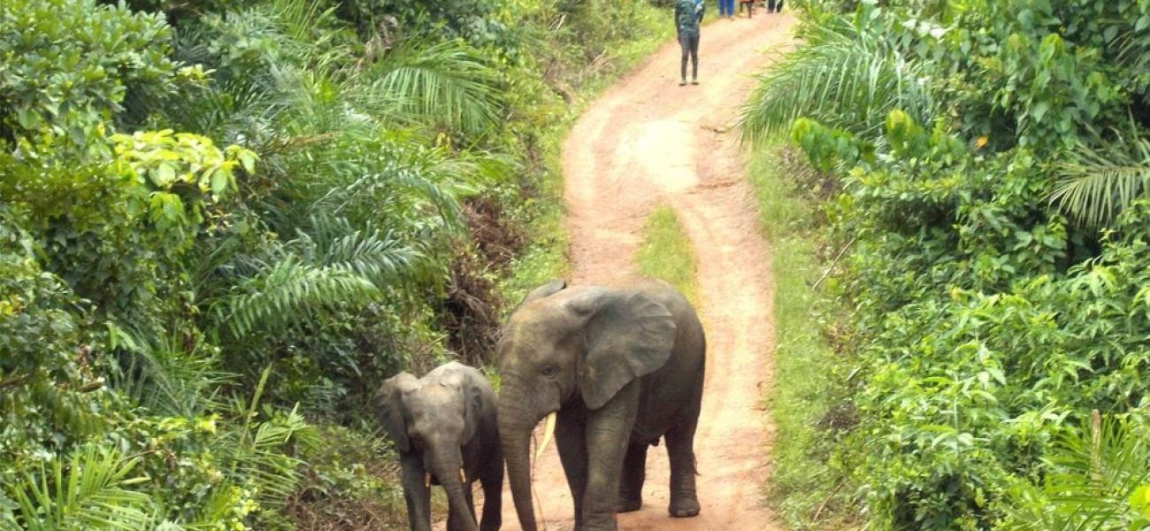 Preserving Liberia's wildlife 