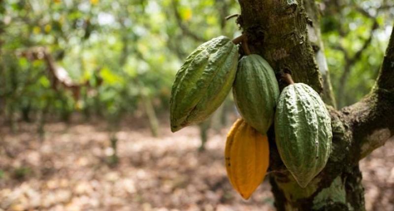 Liberian Coco Farm 
