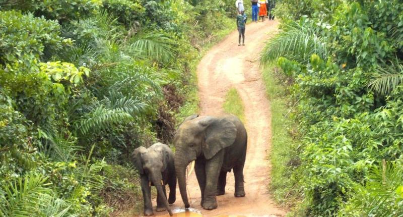 Preserving Liberia's wildlife 